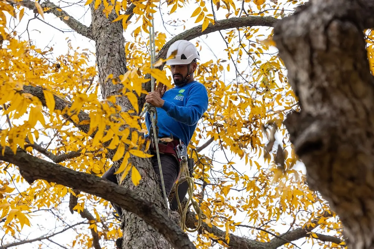 Skilled Emergency Tree Service crew working in Defiance